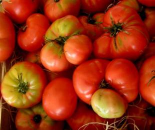 Sorbet tomates basilic