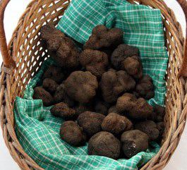 Truffes sous la cendre