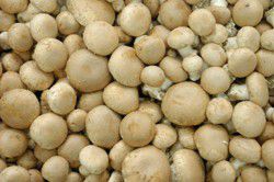 Button Mushrooms
