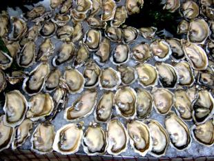 Hot oysters in a Jurançon sabayon